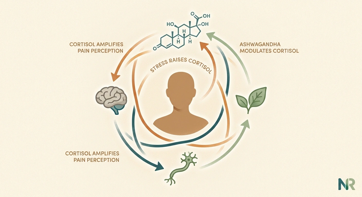 Illustration showing how stress raises cortisol which amplifies nerve pain and how ashwagandha may modulate the cycle
