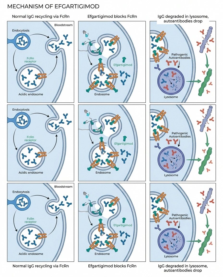 Diagram showing how efgartigimod blocks the FcRn receptor to accelerate degradation of pathogenic IgG autoantibodies in CIDP