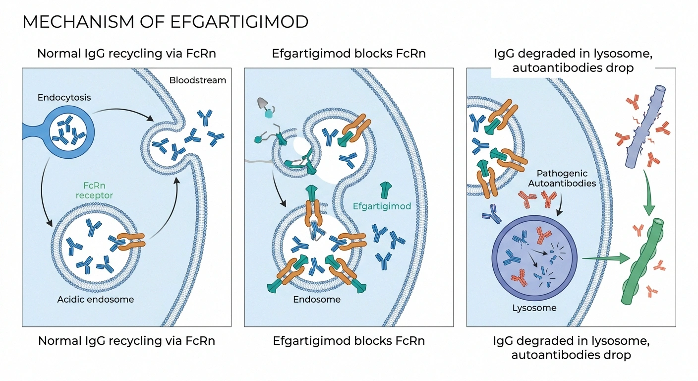 Diagram showing how efgartigimod blocks the FcRn receptor to accelerate degradation of pathogenic IgG autoantibodies in CIDP