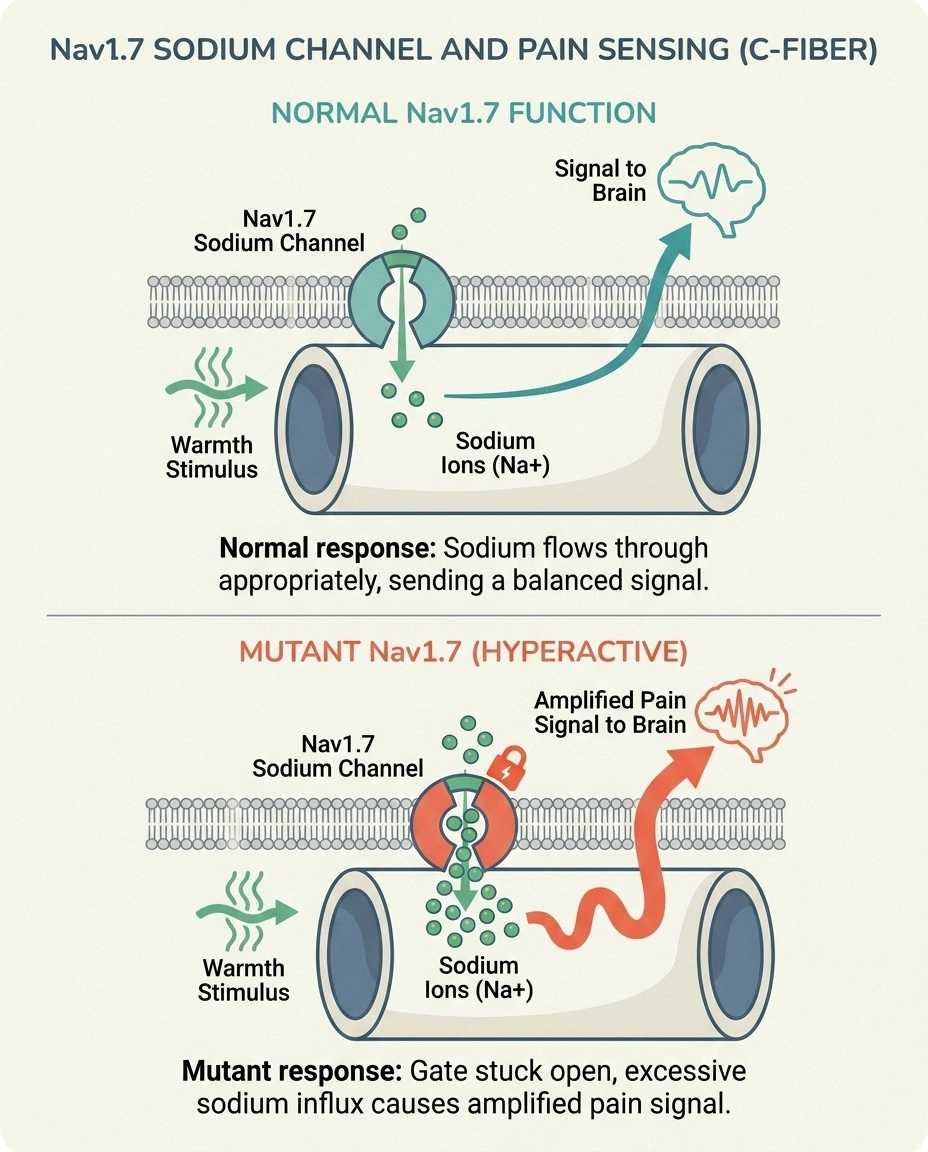 Diagram comparing normal Nav1.7 sodium channel to mutant channel causing hyperactive pain signals in erythromelalgia.