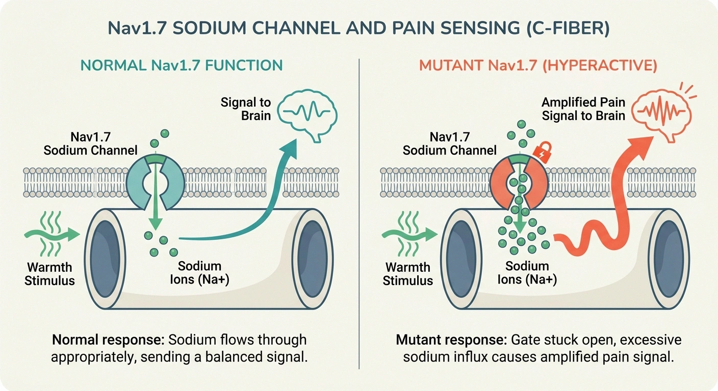 Diagram comparing normal Nav1.7 sodium channel to mutant channel causing hyperactive pain signals in erythromelalgia.