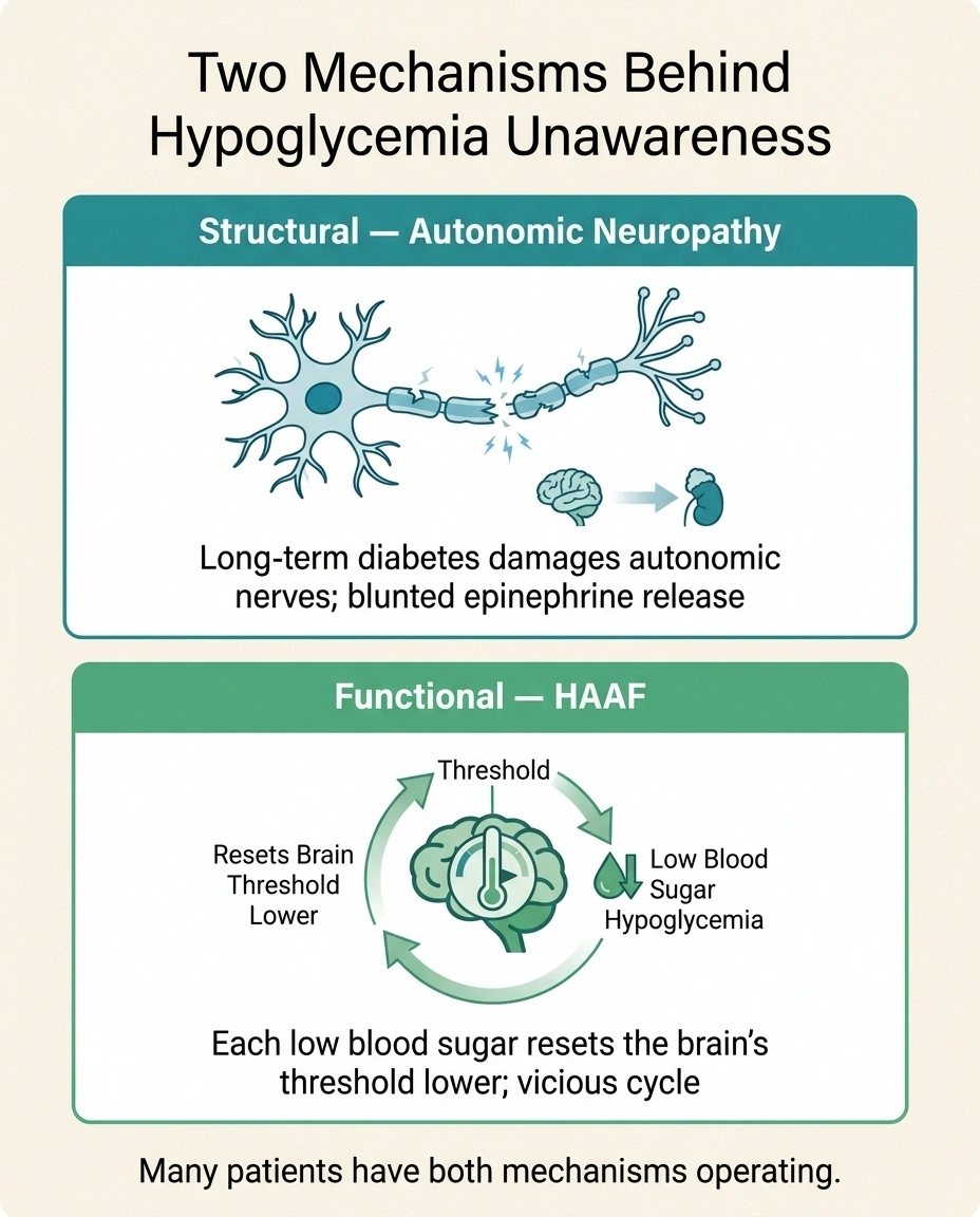 Dual-mechanism infographic showing structural autonomic neuropathy and functional HAAF as the two mechanisms behind hypoglycemia unawareness
