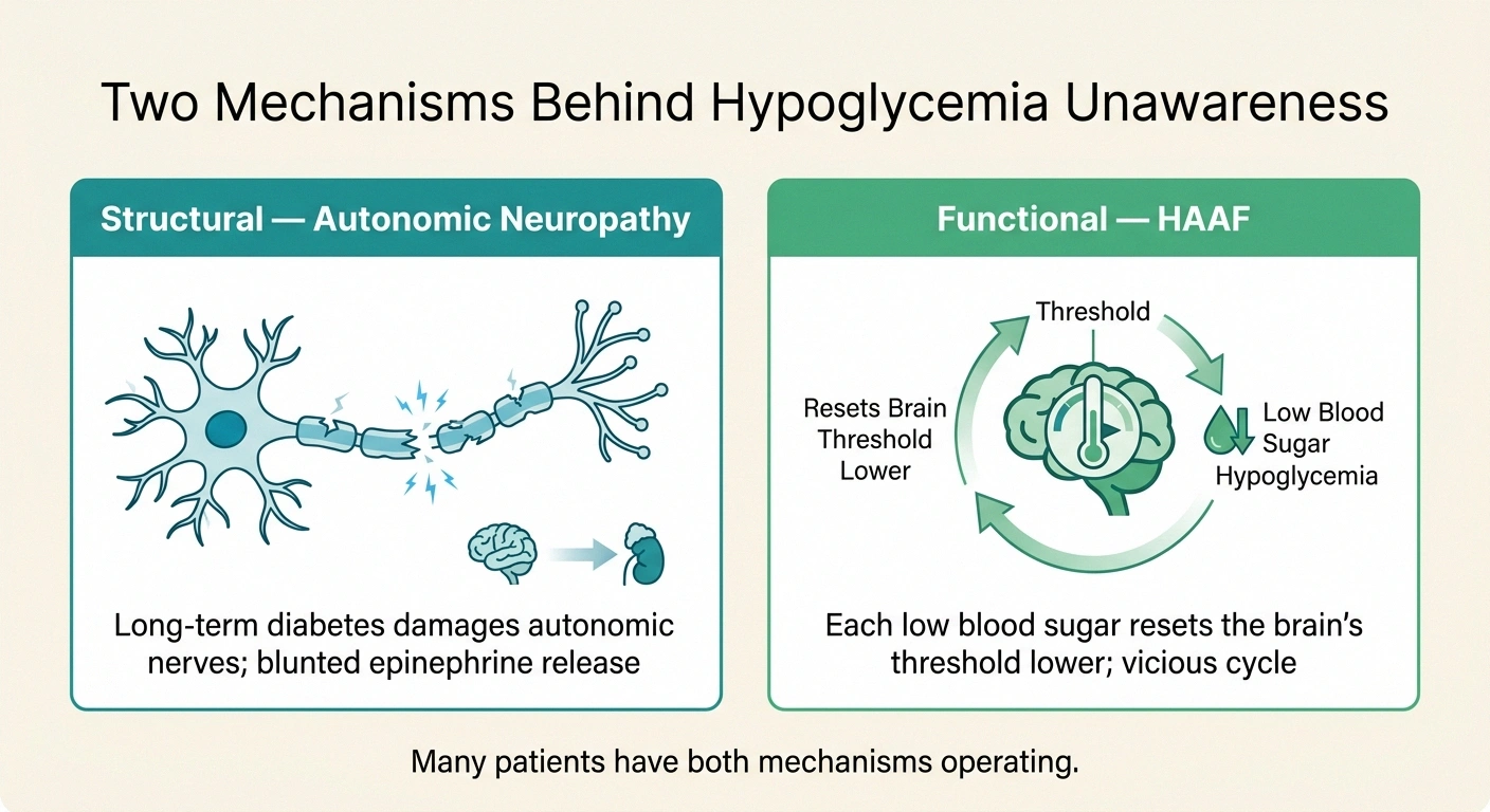 Dual-mechanism infographic showing structural autonomic neuropathy and functional HAAF as the two mechanisms behind hypoglycemia unawareness