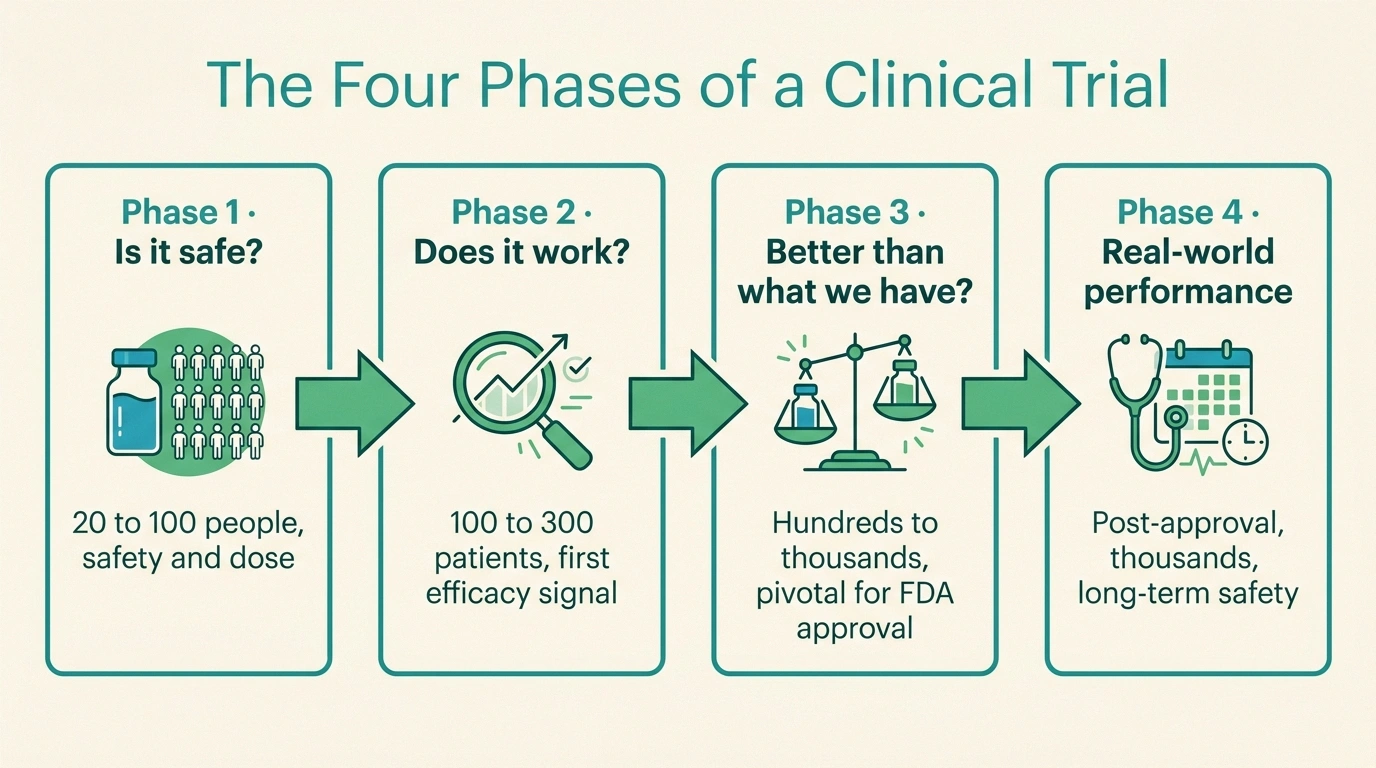 A four-box horizontal infographic showing the four phases of a clinical trial: Phase 1 safety and dose in 20 to 100 people; Phase 2 first efficacy signal in 100 to 300 patients; Phase 3 pivotal test in hundreds to thousands; Phase 4 real-world performance after FDA approval.