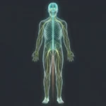 Illustration of a human figure showing the central nervous system glowing in teal and the peripheral nerves branching to hands and feet in green.