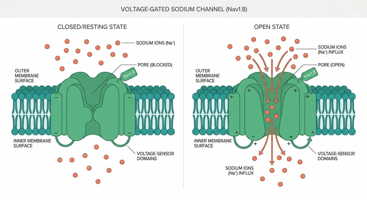 Diagram of Nav1.8 voltage-gated sodium channel showing closed and open states with pore and voltage sensor regions