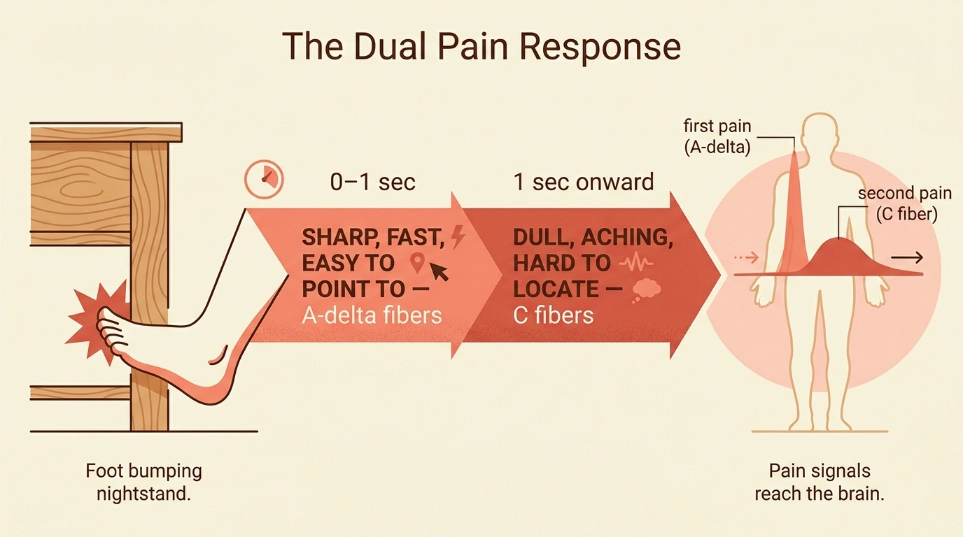 An infographic showing the dual pain response after stubbing a toe: sharp fast A-delta first pain followed by dull aching C-fiber second pain along a timeline.