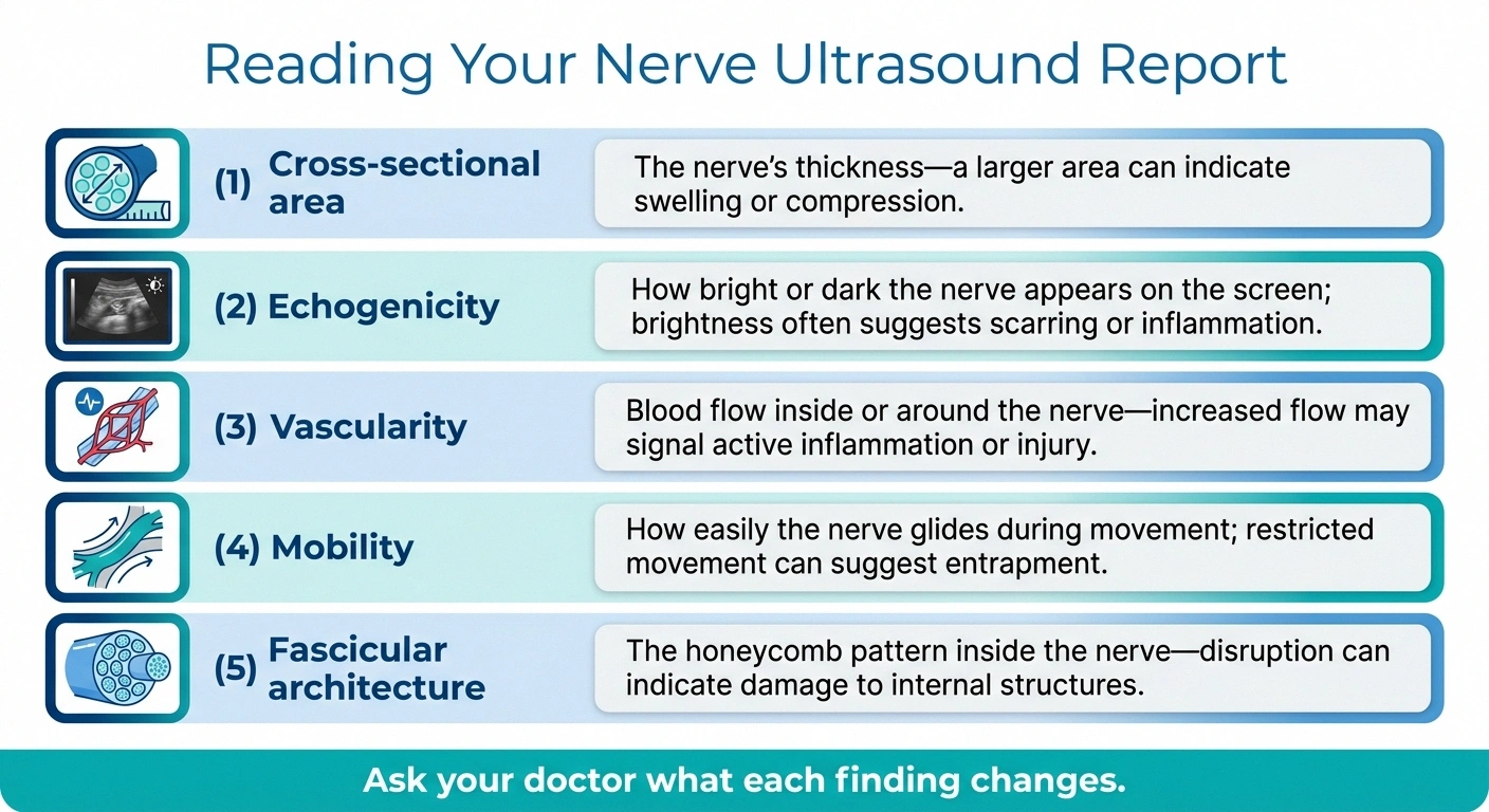 Infographic decoding common nerve ultrasound report terms in plain language