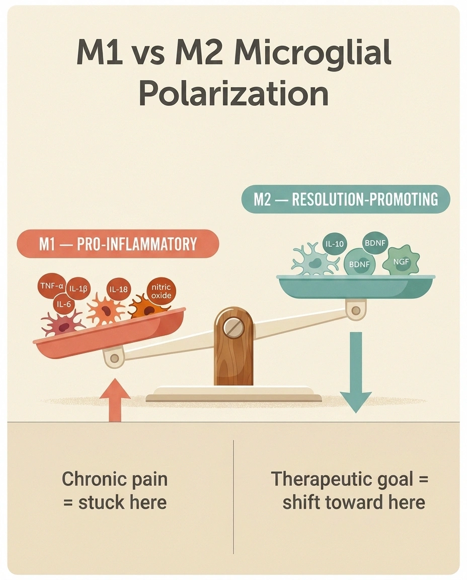 A balance-scale infographic showing M1 pro-inflammatory microglia dominating chronic pain, with the therapeutic goal of shifting the balance toward M2 resolution-promoting microglia.