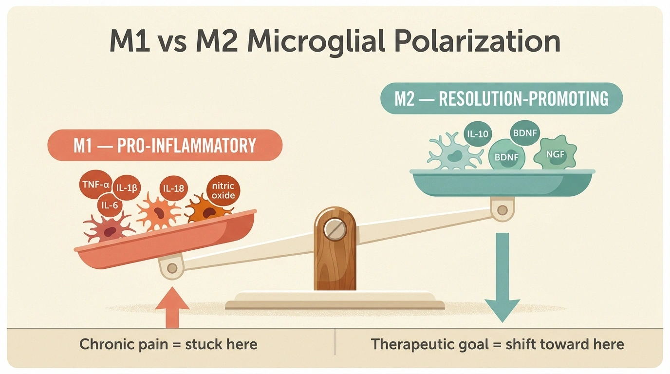 A balance-scale infographic showing M1 pro-inflammatory microglia dominating chronic pain, with the therapeutic goal of shifting the balance toward M2 resolution-promoting microglia.