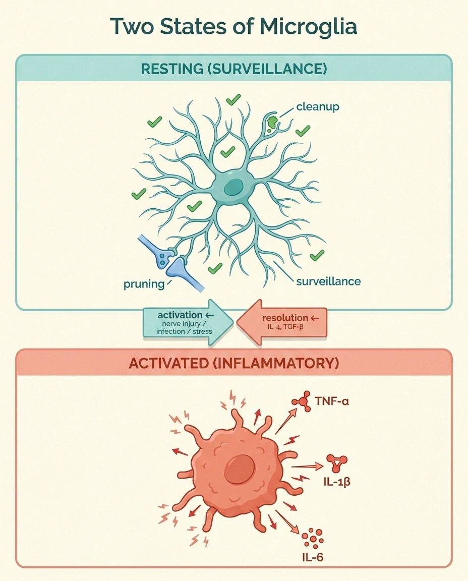 A two-panel infographic showing resting microglia with long branching surveillance processes on the left and activated inflammatory amoeboid microglia releasing cytokines on the right, with arrows between showing activation and resolution.