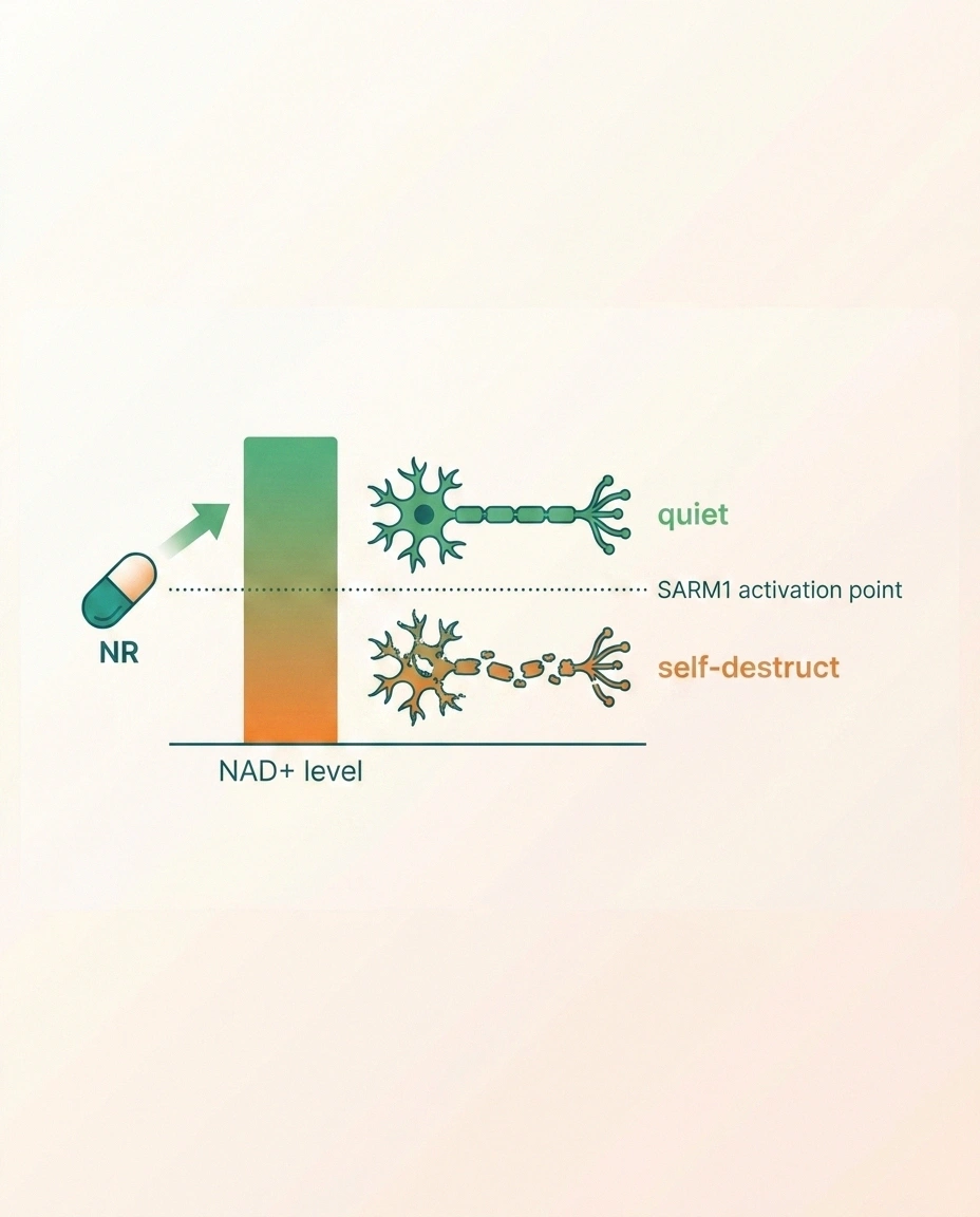 Infographic showing an NAD+ level bar with a SARM1 activation threshold line and an NR capsule pushing NAD+ upward away from the trigger point.