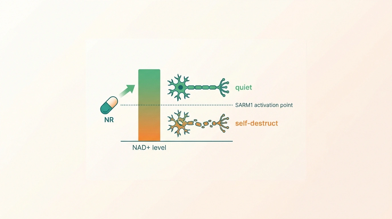 Infographic showing an NAD+ level bar with a SARM1 activation threshold line and an NR capsule pushing NAD+ upward away from the trigger point.
