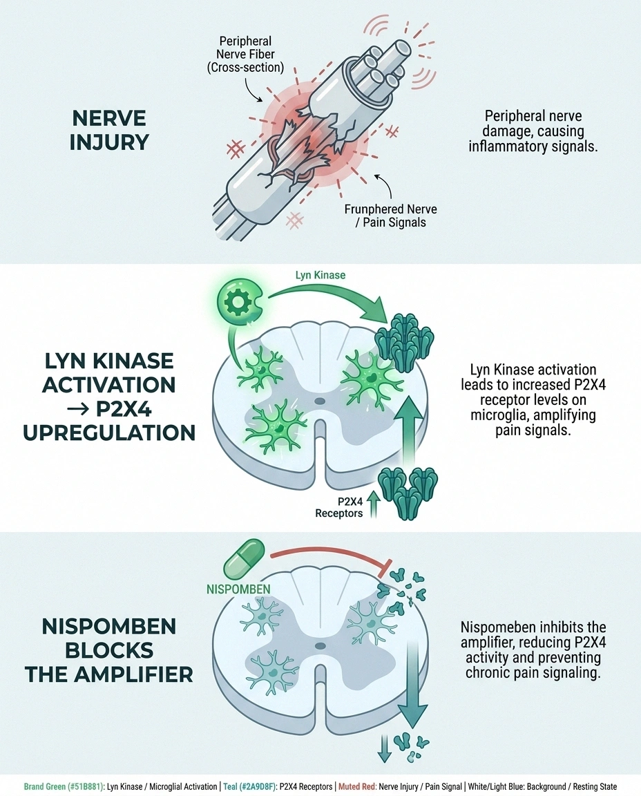 Infographic showing how nispomeben works by blocking Lyn kinase and P2X4 receptor amplification in spinal microglia to reduce nerve pain.