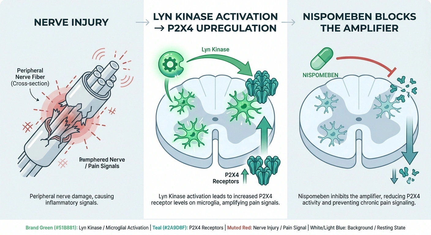 Infographic showing how nispomeben works by blocking Lyn kinase and P2X4 receptor amplification in spinal microglia to reduce nerve pain.