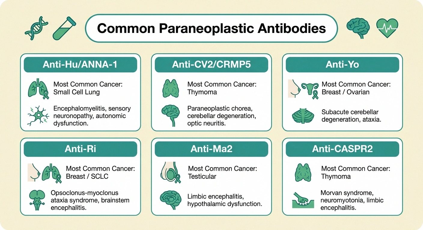 Infographic showing six common paraneoplastic antibodies and their associated cancers
