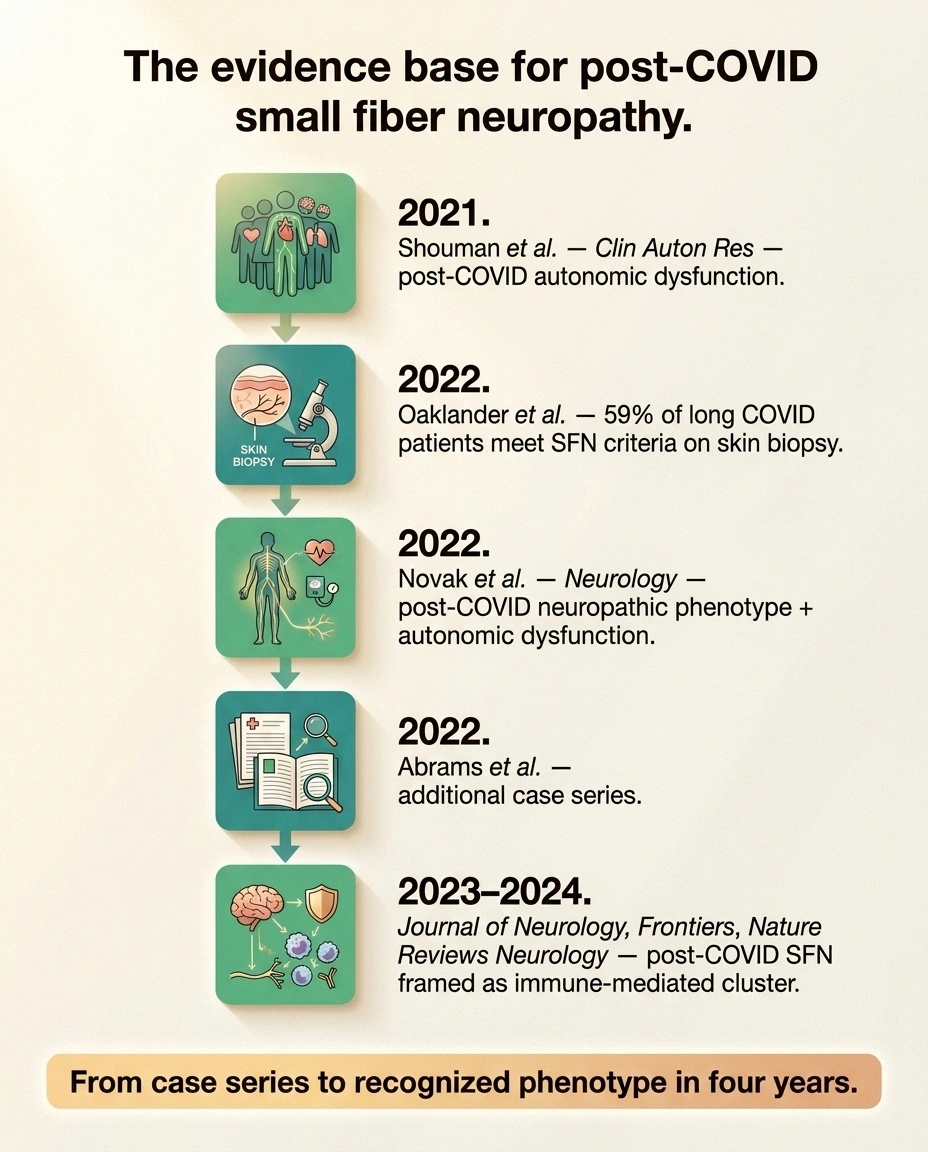 Timeline infographic showing the 2021 to 2024 research milestones that established post-COVID small fiber neuropathy as a recognized phenotype.