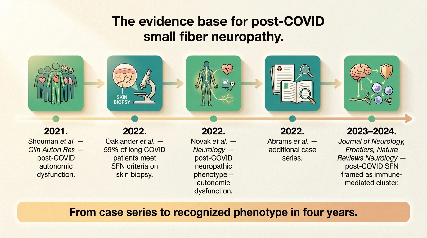 Timeline infographic showing the 2021 to 2024 research milestones that established post-COVID small fiber neuropathy as a recognized phenotype.