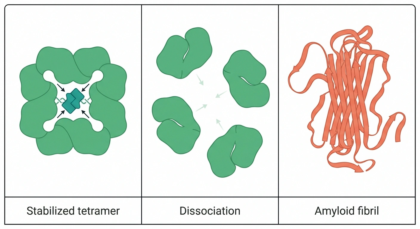 Diagram showing how tafamidis binds and stabilizes the TTR tetramer to prevent dissociation into amyloid-forming monomers