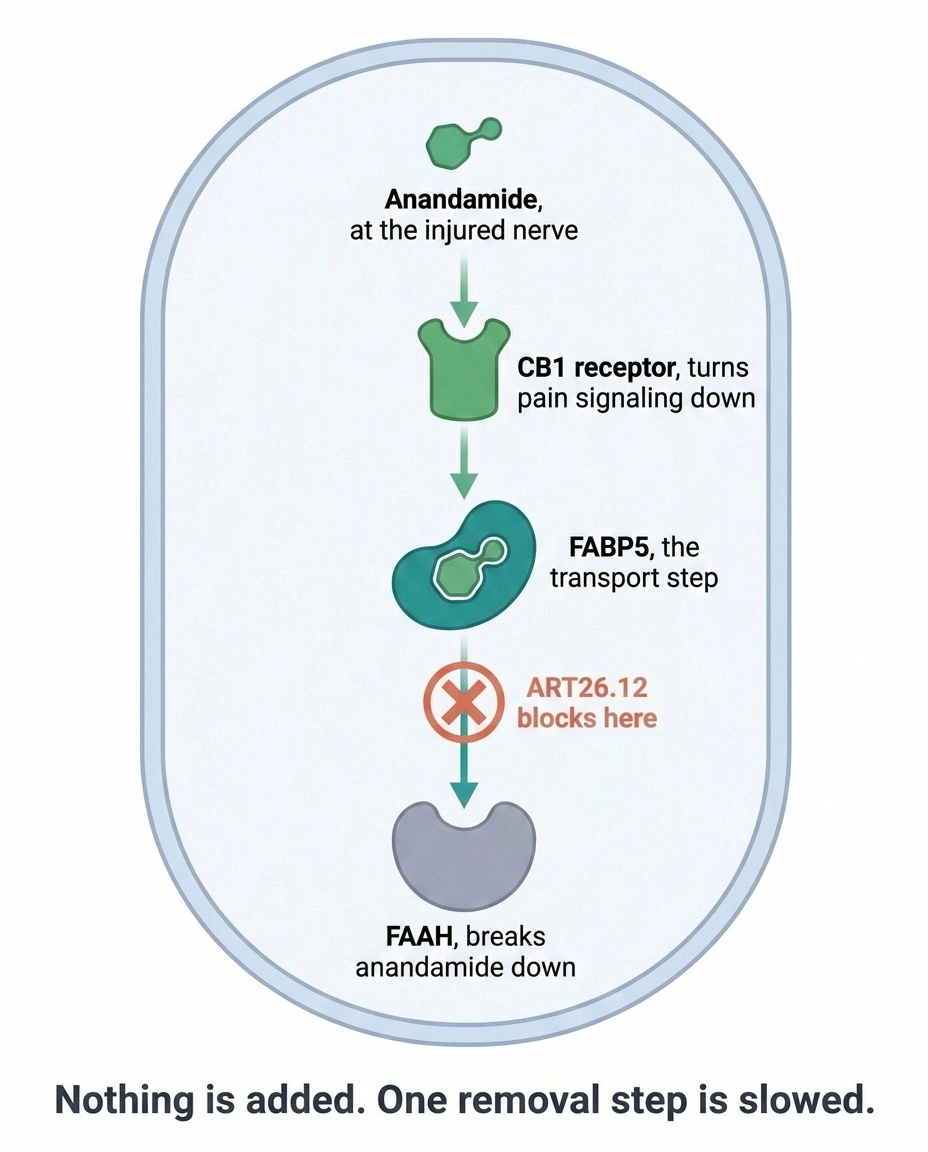 Diagram of FABP5 carrying anandamide to FAAH with ART26.12 blocking the step