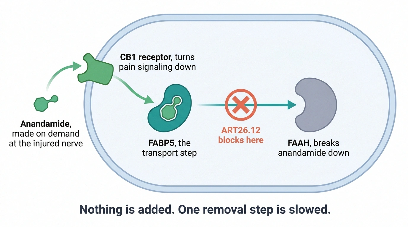 Diagram of FABP5 carrying anandamide to FAAH with ART26.12 blocking the step