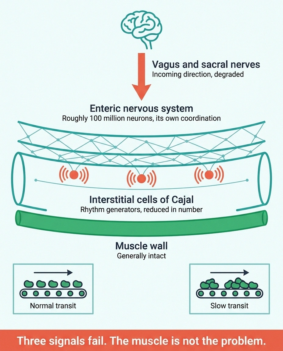 Diagram of three nerve control systems affecting intestinal movement with intact muscle