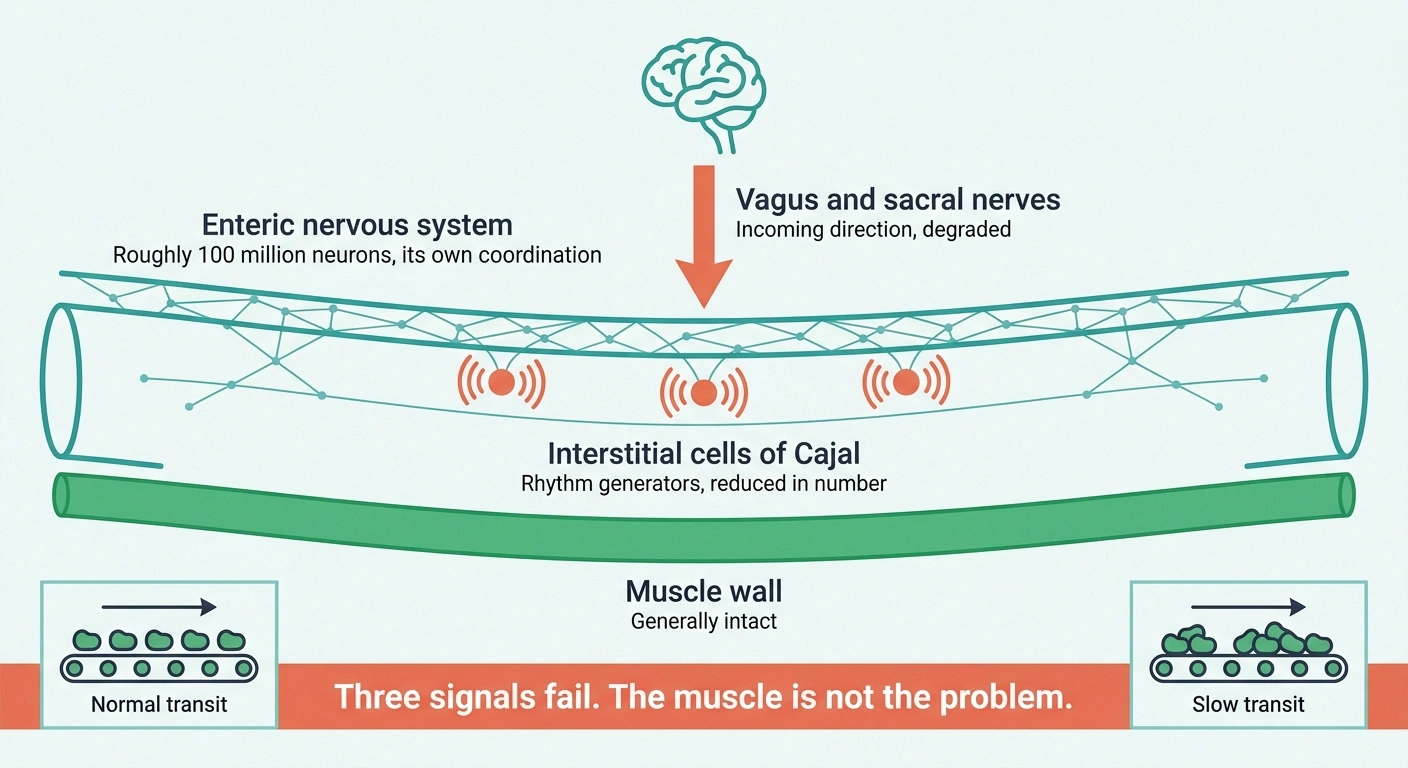 Diagram of three nerve control systems affecting intestinal movement with intact muscle