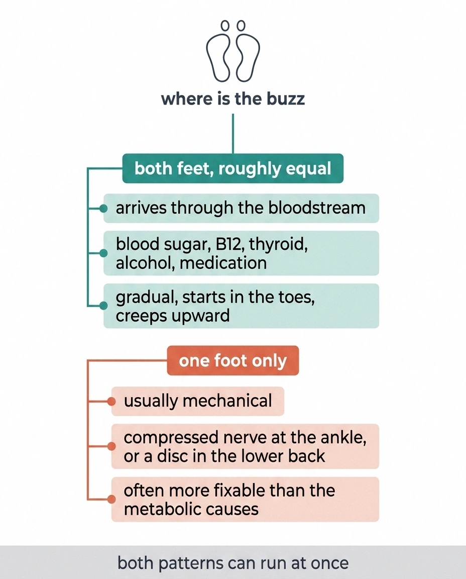 Two-branch diagram splitting both-feet buzzing from one-foot buzzing.
