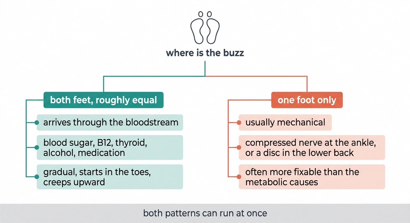 Two-branch diagram splitting both-feet buzzing from one-foot buzzing.