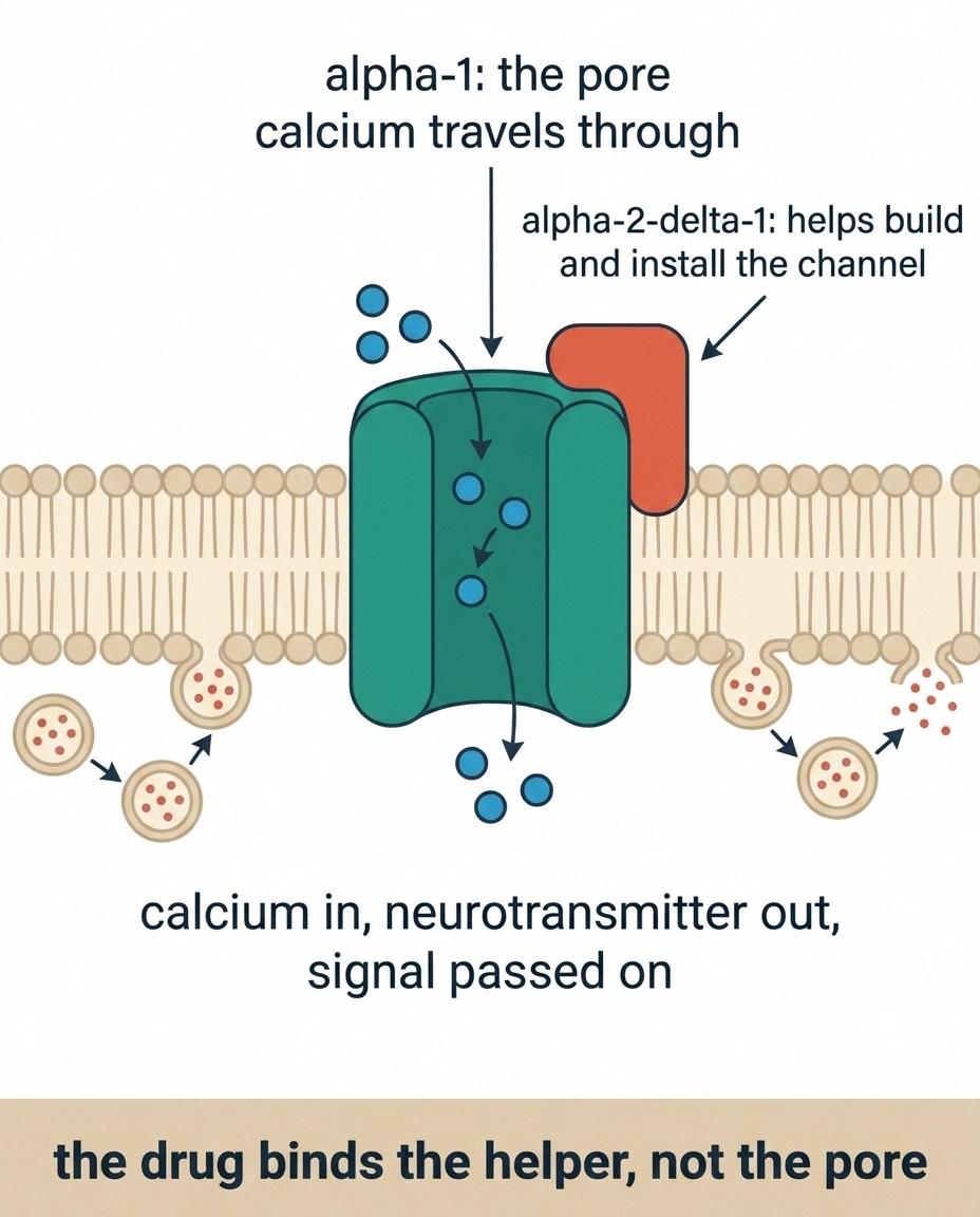Cross-section of a calcium channel showing the pore and the alpha-2-delta subunit.