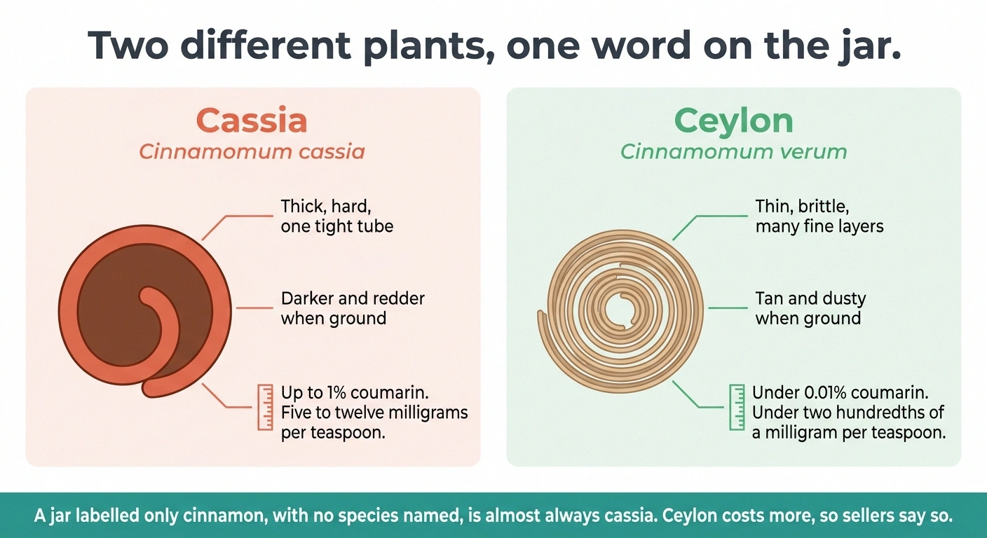 Diagram comparing thick cassia bark and layered Ceylon bark with their coumarin amounts