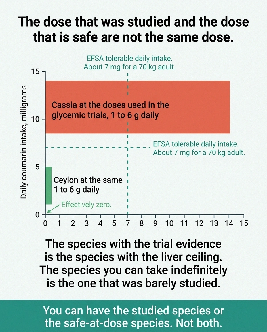 Bar chart showing cassia trial doses exceeding the coumarin safety limit while Ceylon does not