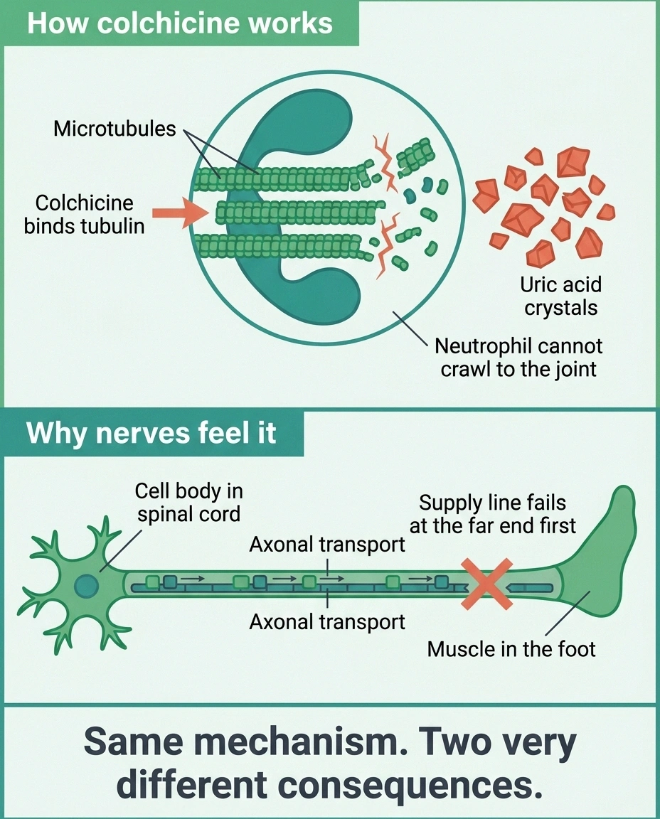 Diagram showing colchicine breaking microtubules and disrupting long axon transport