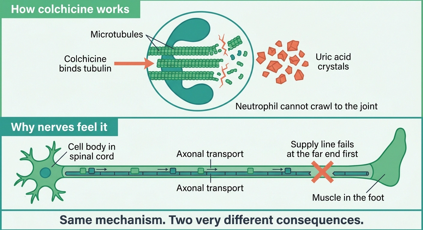 Diagram showing colchicine breaking microtubules and disrupting long axon transport