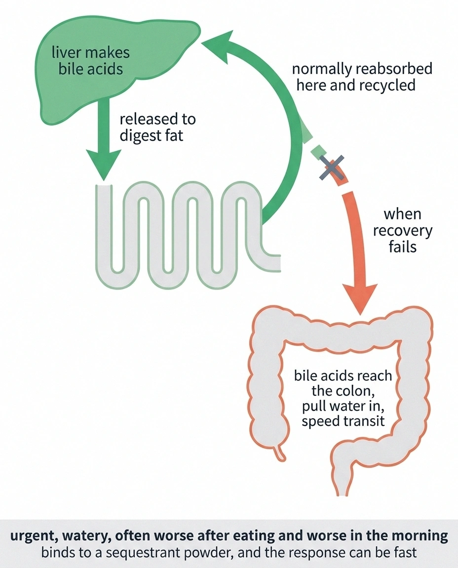 Schematic of bile acid recycling with the reabsorption step broken.