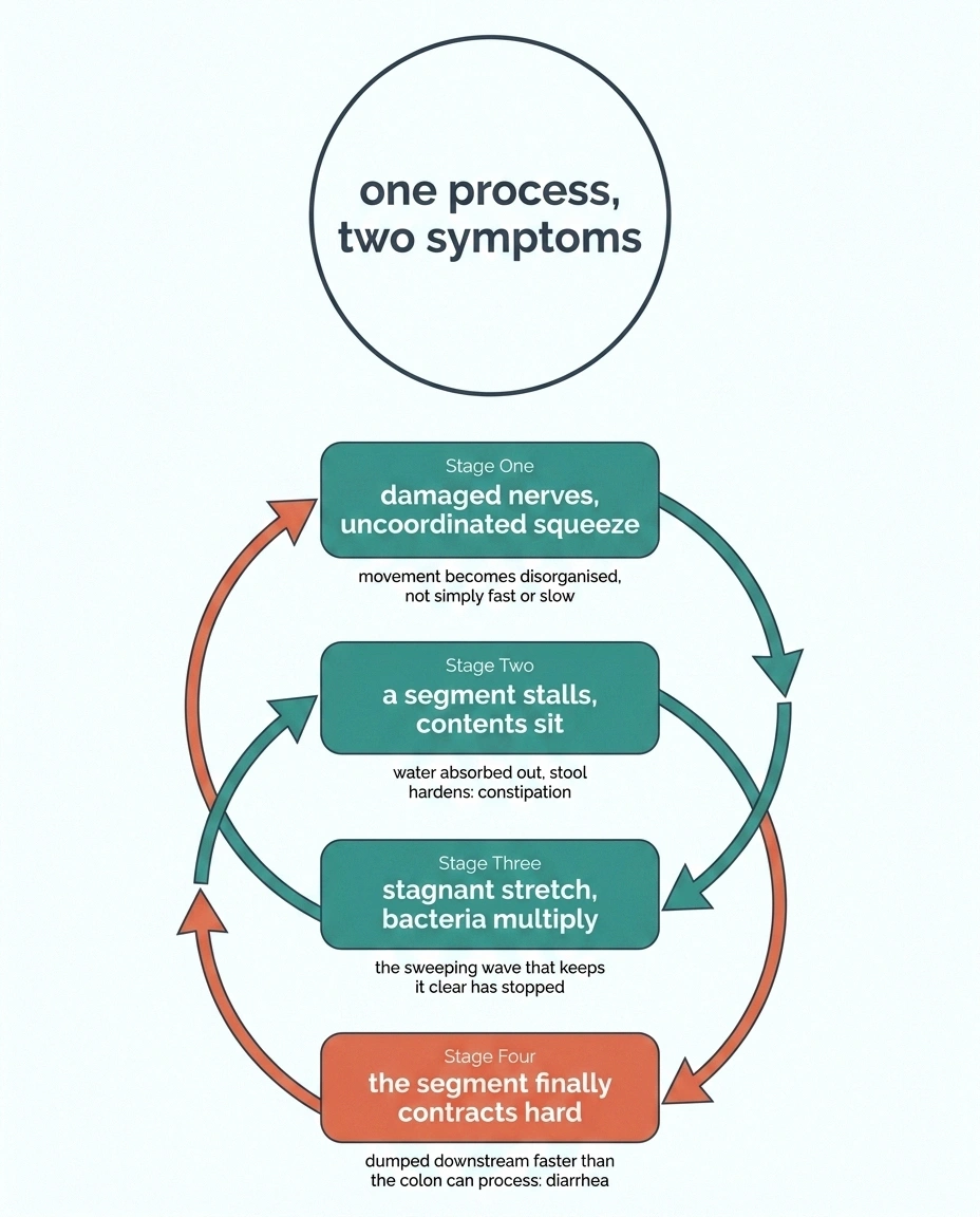 Four-stage cycle diagram showing constipation and diarrhea as one process.
