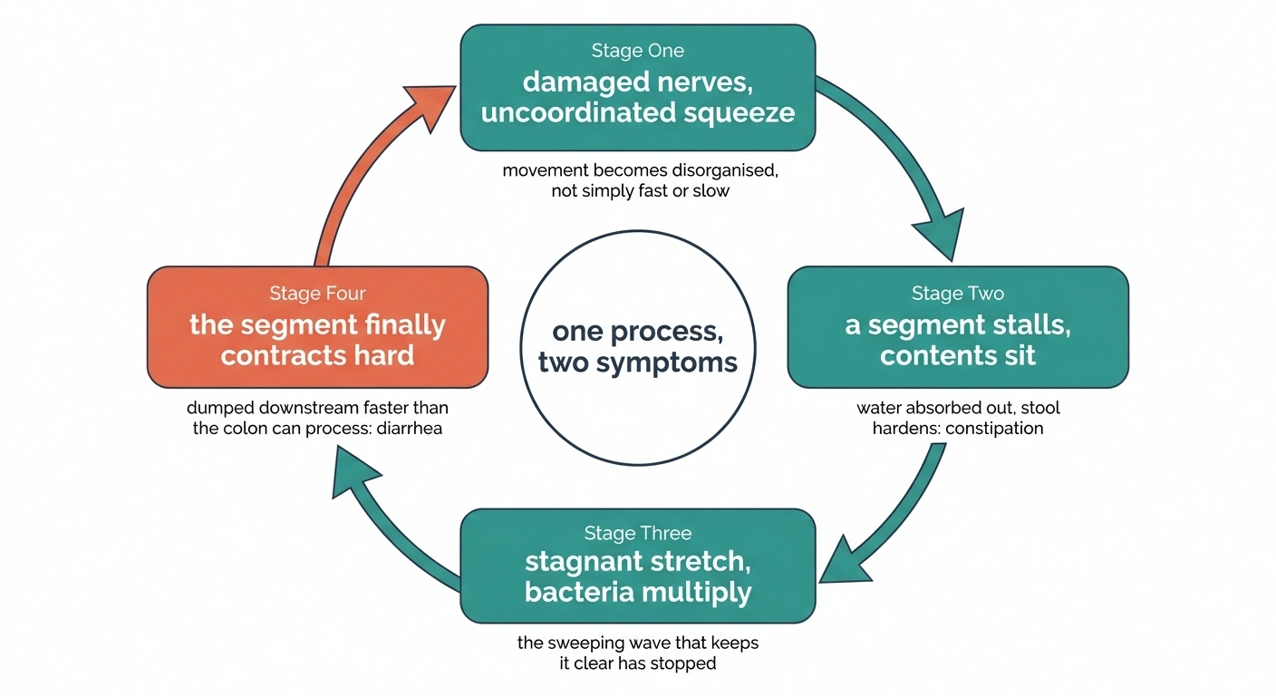 Four-stage cycle diagram showing constipation and diarrhea as one process.
