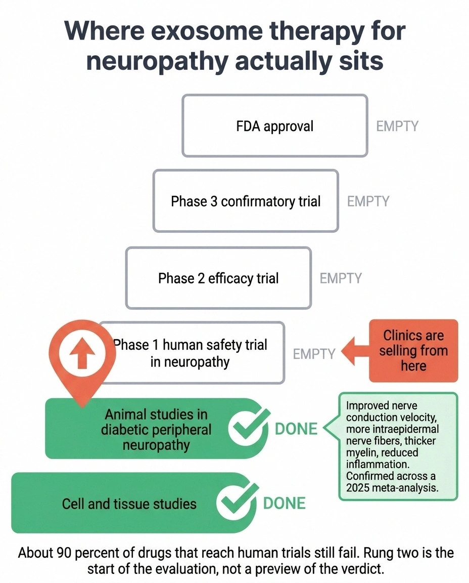 Development ladder showing exosome neuropathy evidence stopping at the animal study rung