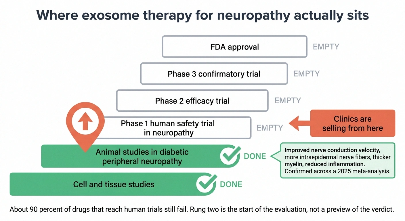 Development ladder showing exosome neuropathy evidence stopping at the animal study rung