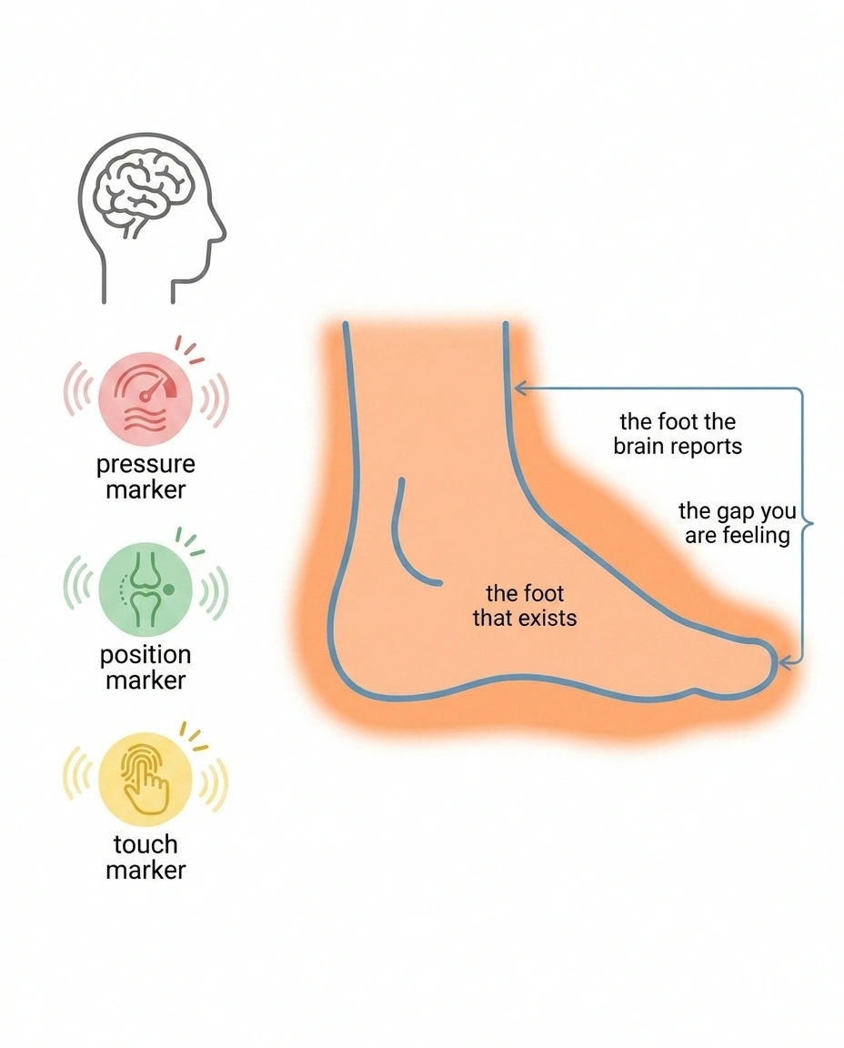 Diagram overlaying a normal foot outline with a larger perceived outline.