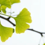 Backlit ginkgo leaves showing their fan shape and translucent veins against bright sky