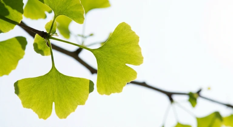 Backlit ginkgo leaves showing their fan shape and translucent veins against bright sky