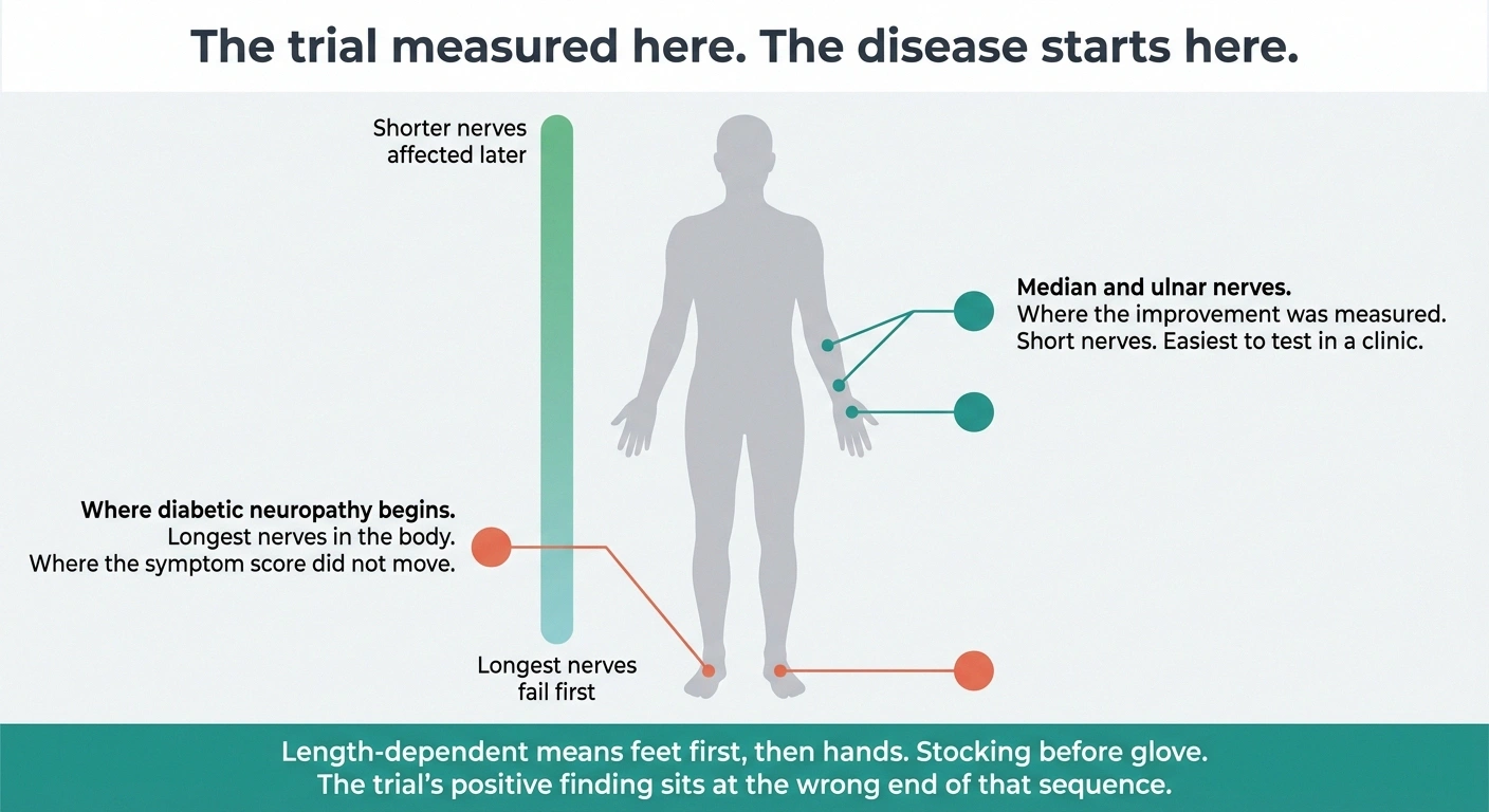 Body diagram marking arm nerves where the trial measured and feet where symptoms start