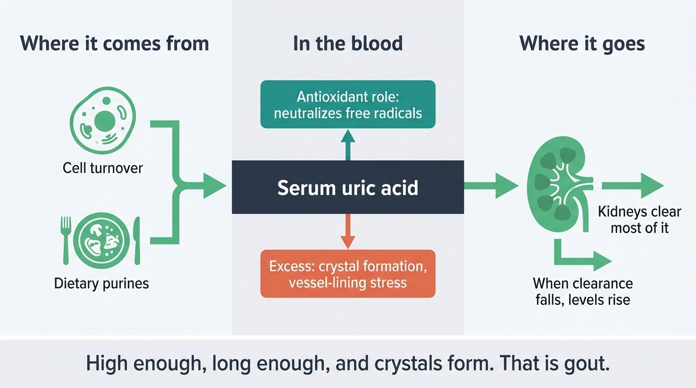 Diagram showing uric acid sources, its antioxidant and crystal roles, and kidney clearance