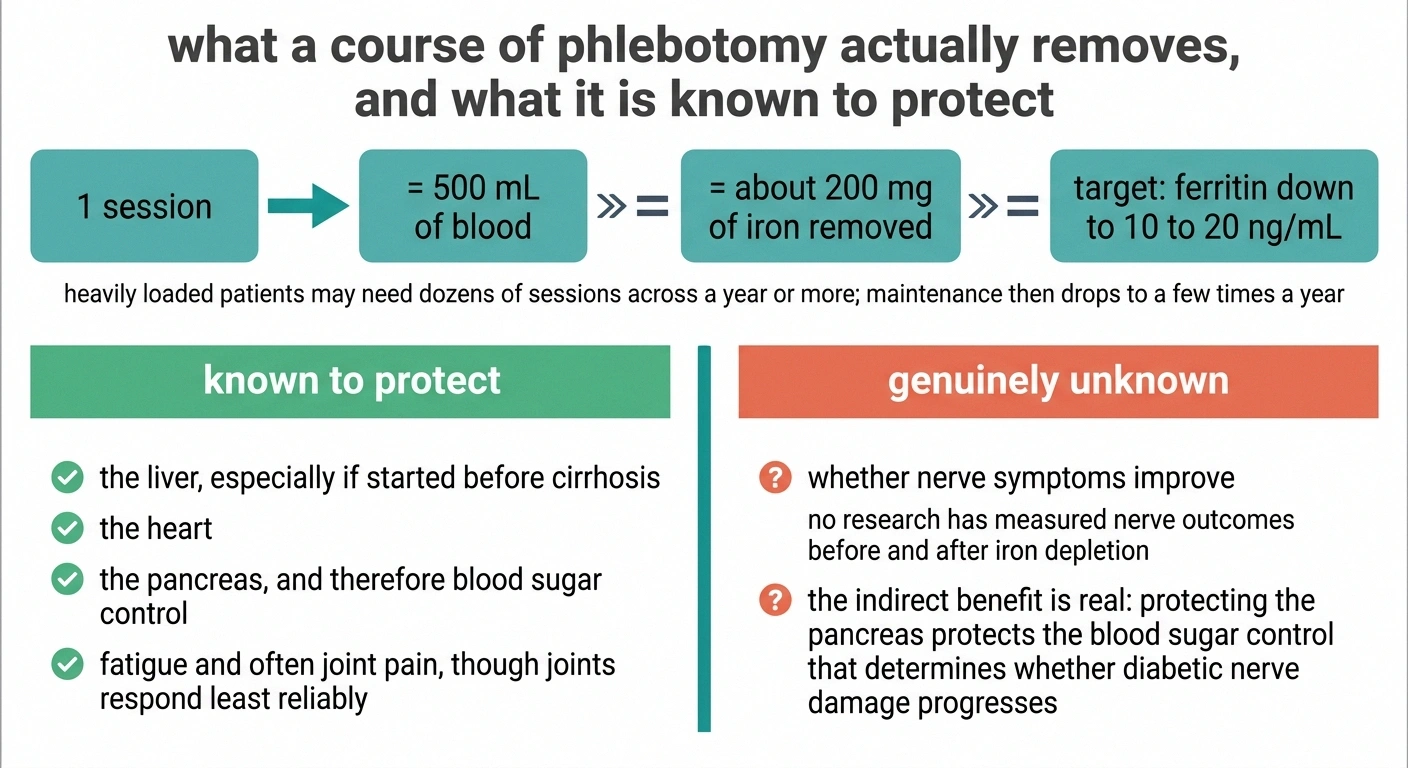 Panel showing phlebotomy arithmetic and what iron removal is known and not known to protect.