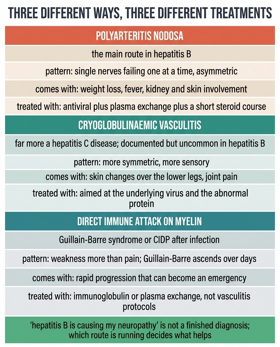 Three-column chart comparing polyarteritis nodosa, cryoglobulinaemia and immune attack on myelin.