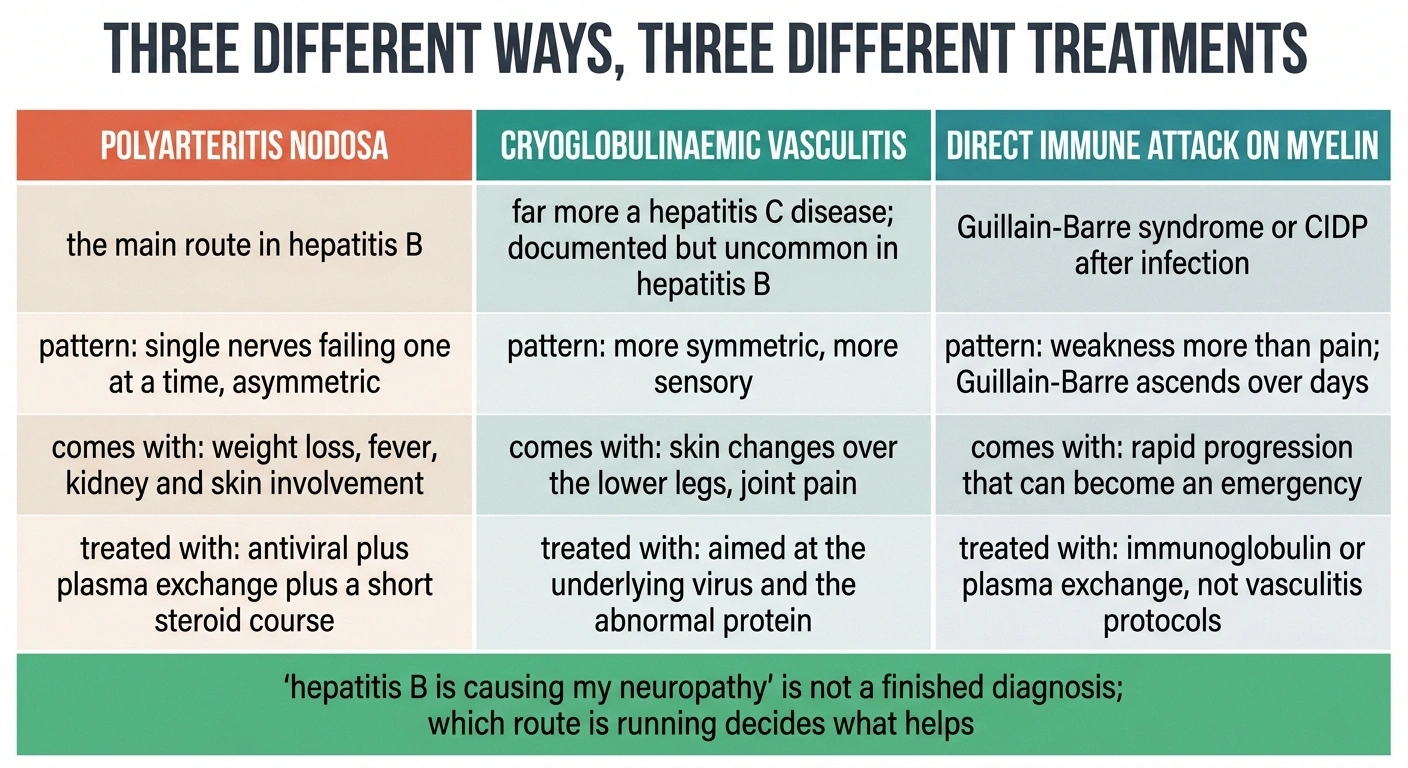 Three-column chart comparing polyarteritis nodosa, cryoglobulinaemia and immune attack on myelin.