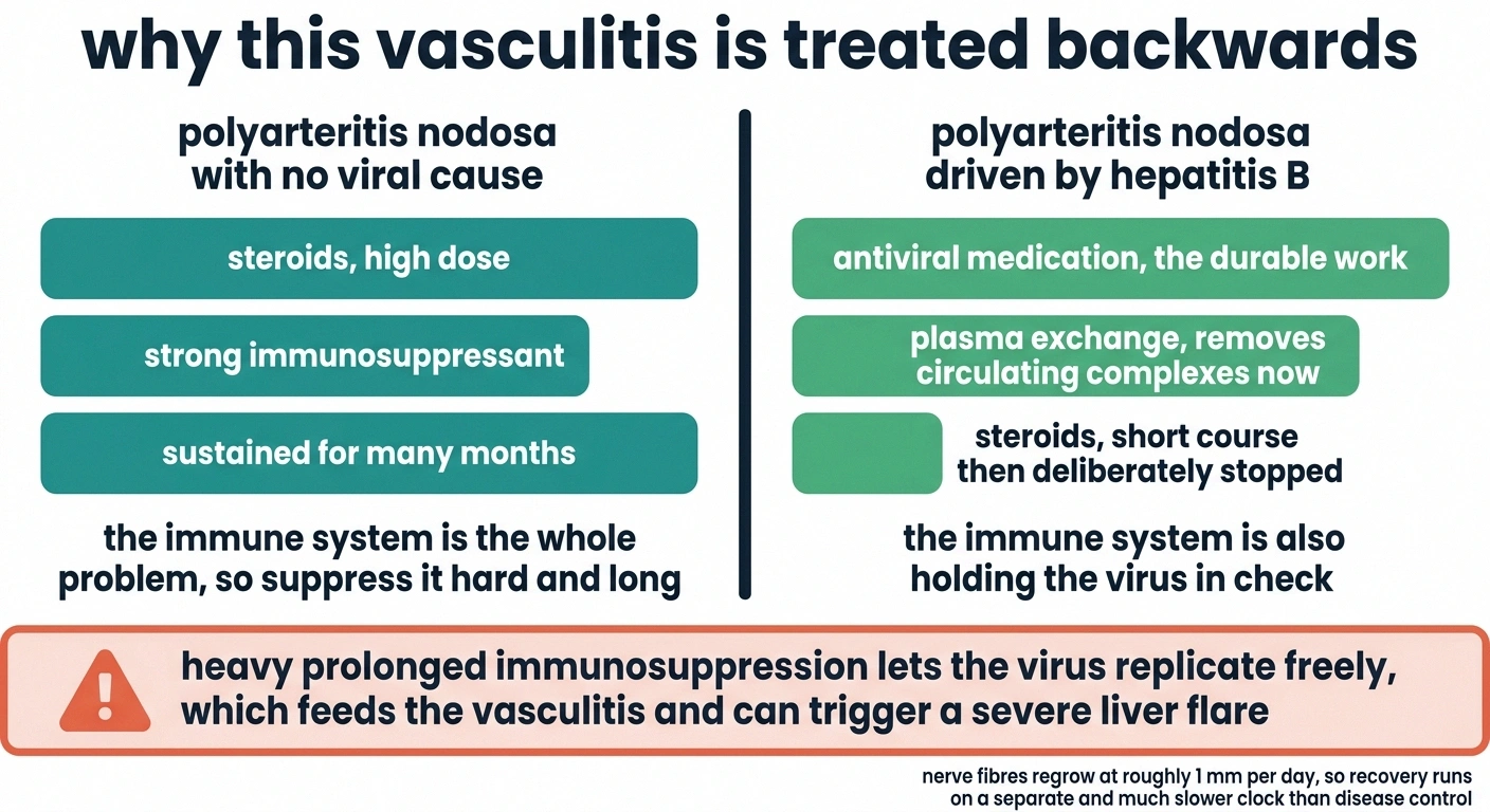 Split panel contrasting standard vasculitis treatment with the hepatitis B specific approach.