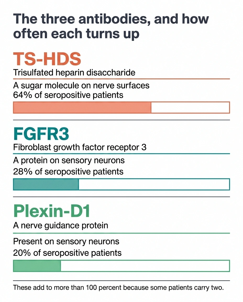 Three-column chart of TS-HDS, FGFR3 and Plexin-D1 antibodies and their frequencies