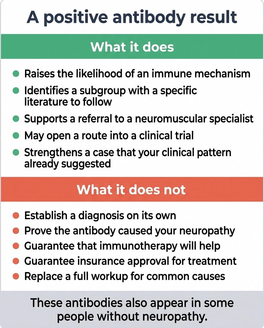 Two-column panel listing what a positive neuropathy antibody result does and does not mean